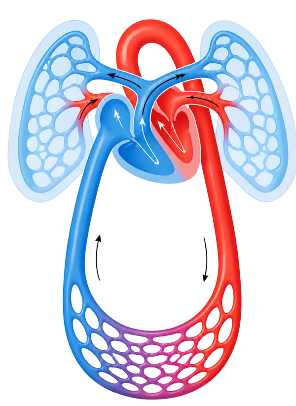 Diagram of the systemic and pulmonary circulation