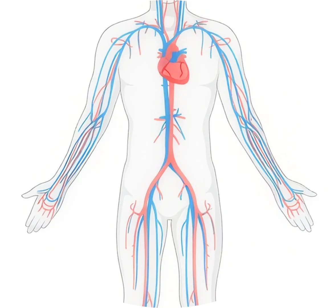An illustration of the heart and circulatory system